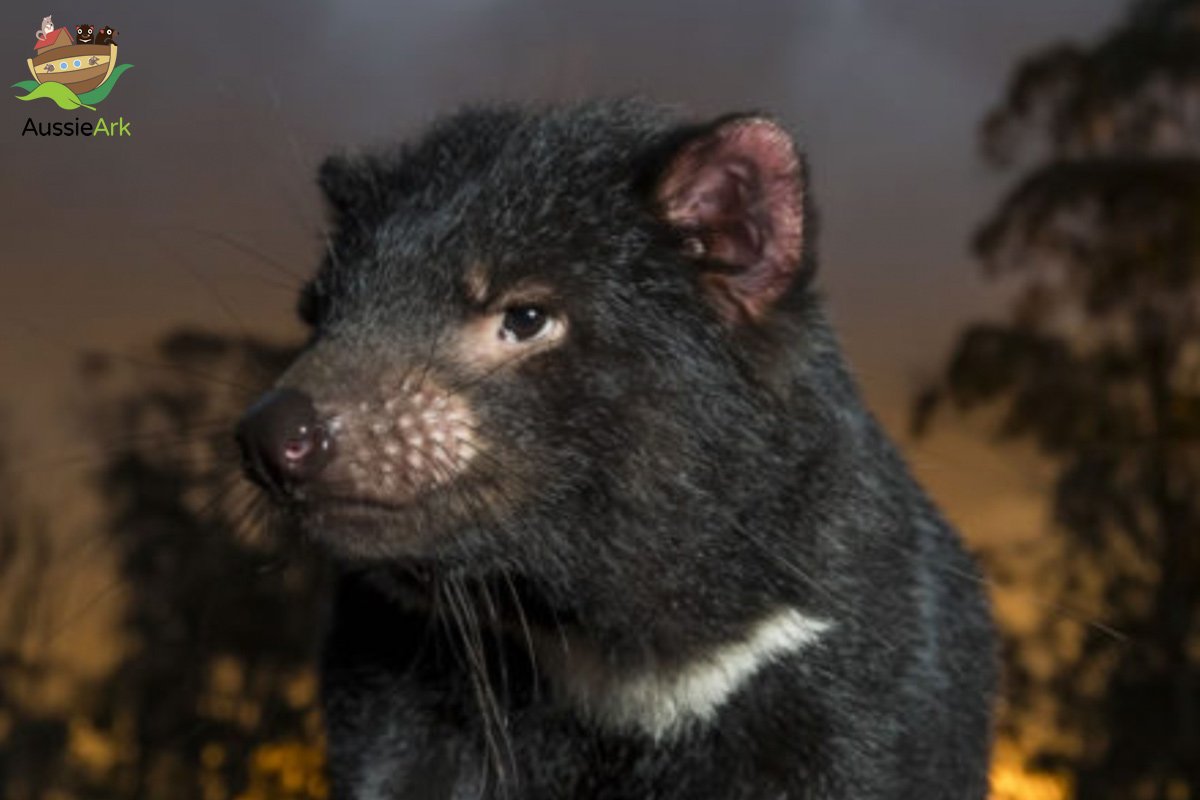 Aussie Ark, ANiMOZ, Tasmanian Devil, Australian conservation
