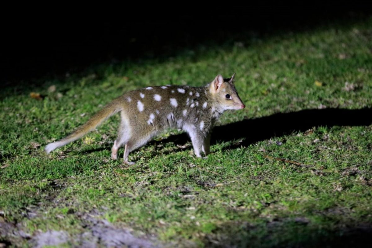 RiNU - ANiMOZ - Eastern Quoll - Rewilding Australia