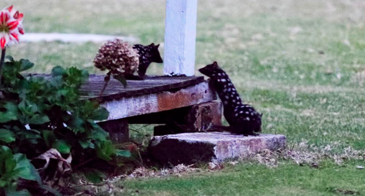 RiNU - ANiMOZ - Eastern Quoll - Rewilding Australia