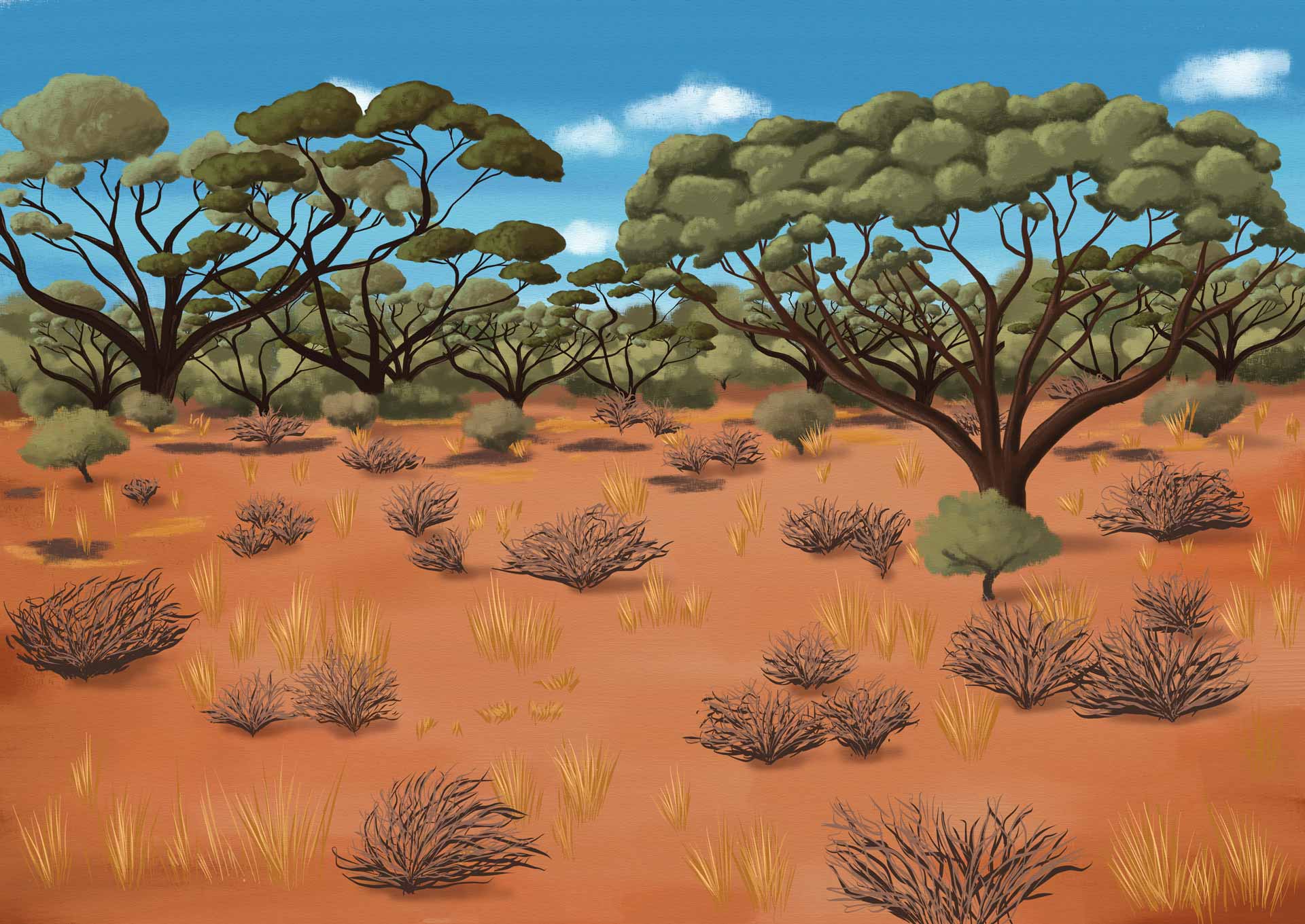 Australian Scrub - scrubland Illustration - ANiMOZ BiOME Art
