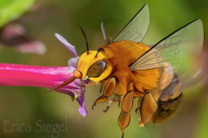 BOMBi - Teddy Bear Bee - ANiMOZ - Fight for Survival - Australian bees - pollinator - save the bees