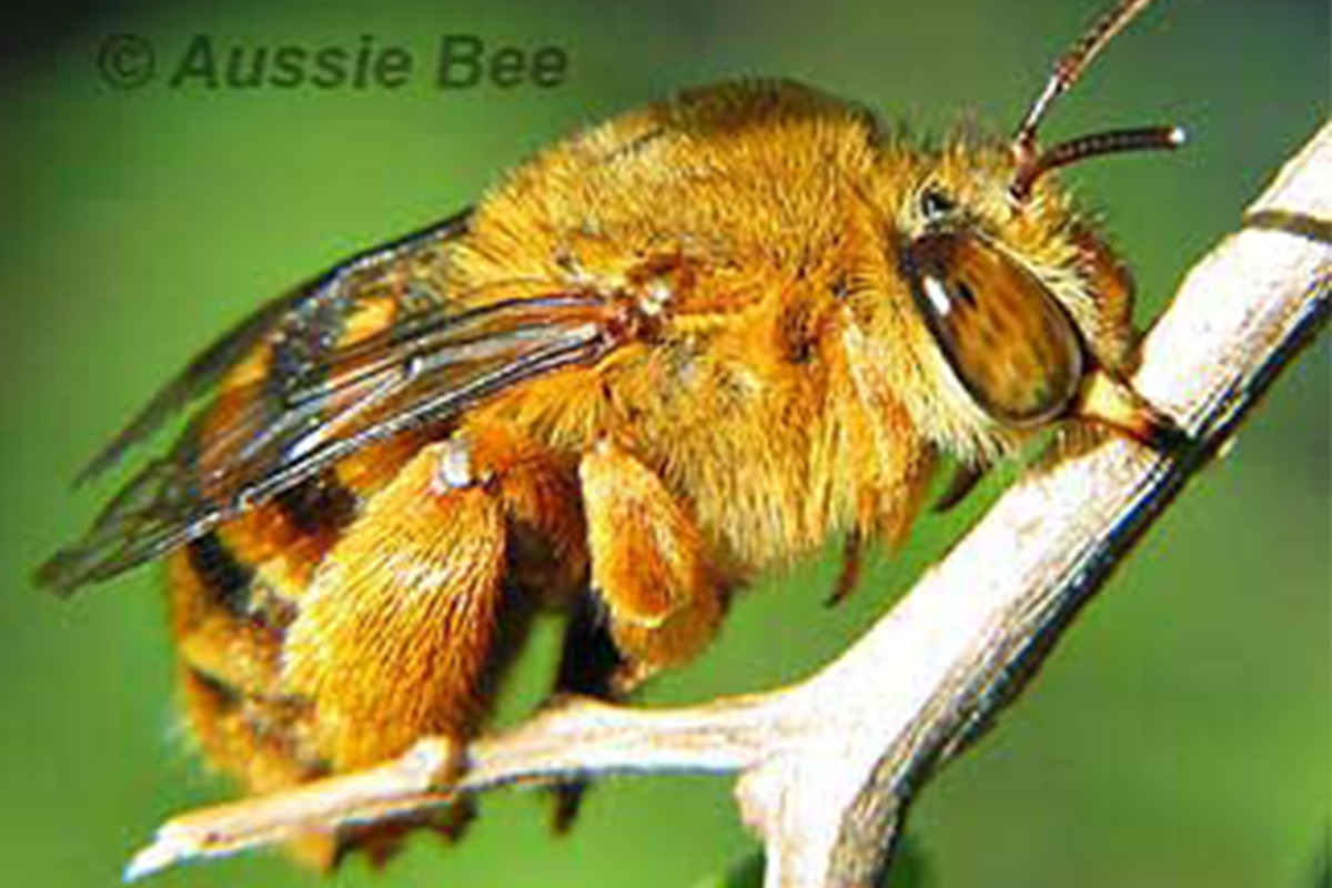 Aussie Bee - Dollin - Teddy Bear Bee