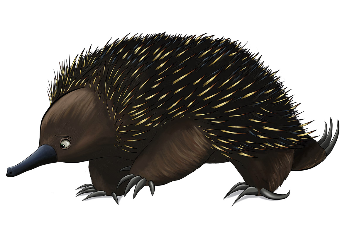ACU - ANiMOZ - Fight for Survival - Australian animals collectible card game - ECHIDNA - species profile