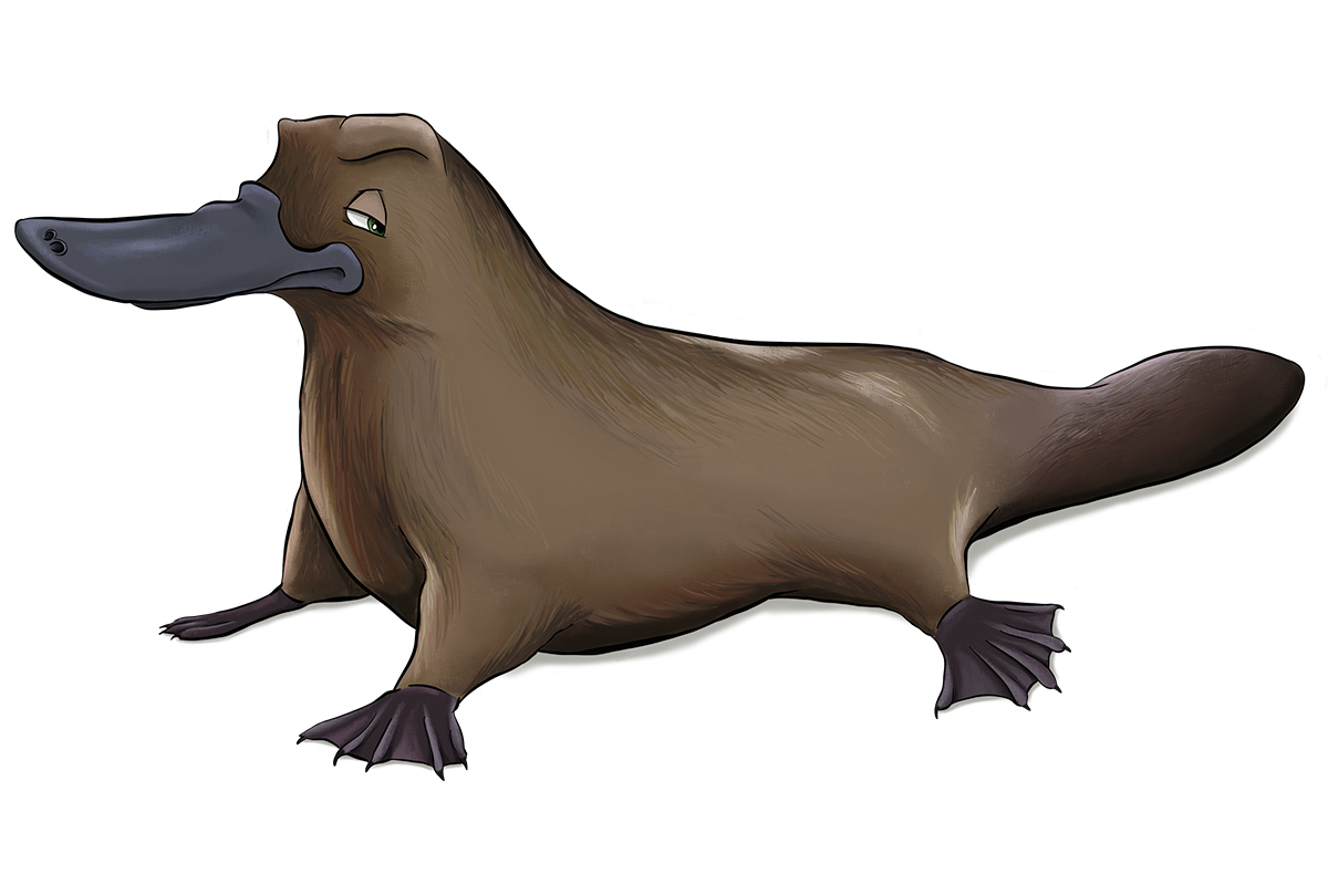 ANATi - ANiMOZ - Fight for Survival - Australian animals collectible card game - Platypus - species profile