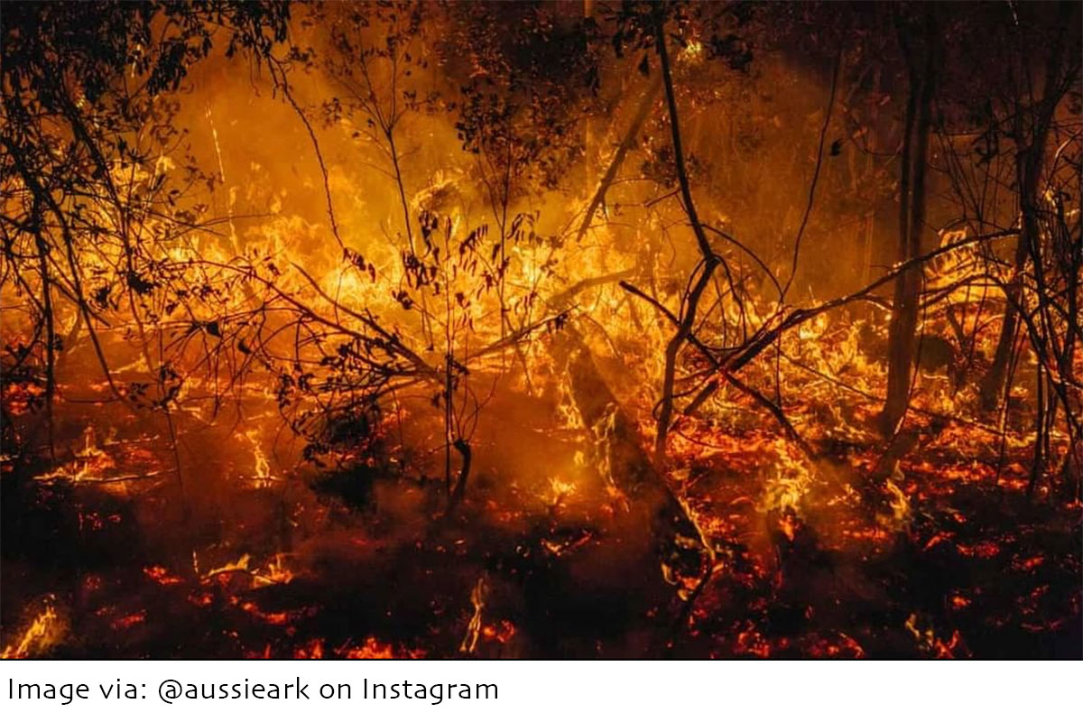 Australian bushfires - Image by Aussie Ark - ANiMOZ - Fight for Survival