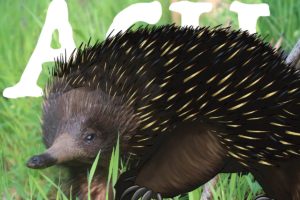Know your ANiMOZ species - ACU - Echidna - Collectible Card Game - Australian Animals