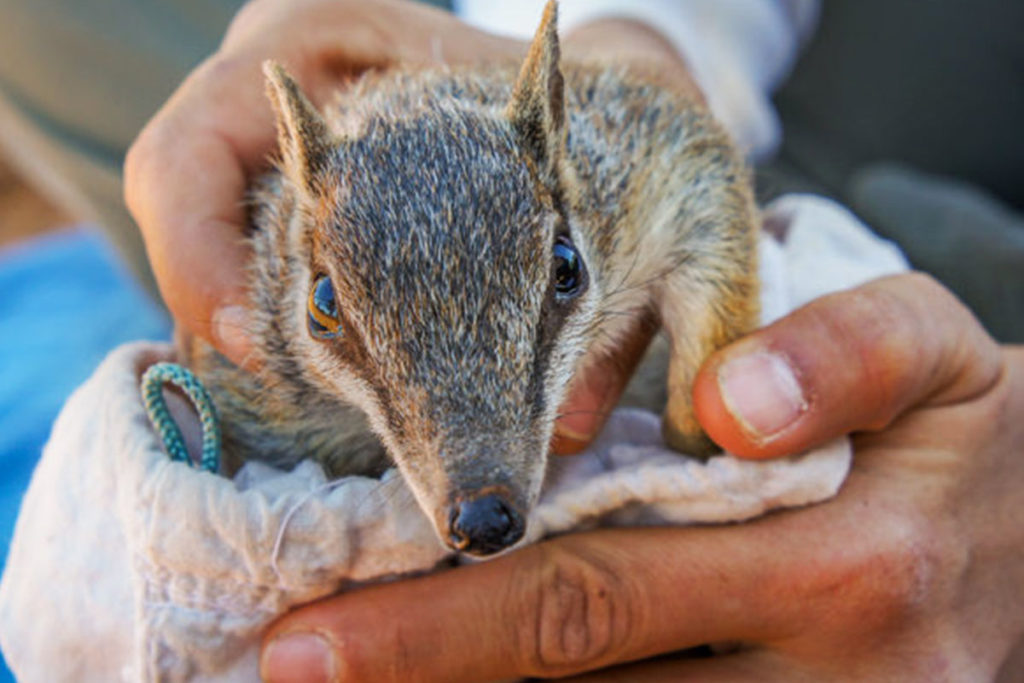 SCiATU - Numbat Reintroduction - Jennifer Cathcart - AWC - ANiMOZ