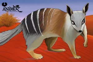 SCiATU - Numbat reintroduction central Australia - Australian Wildlife Conservancy - ANiMOZ - Fight for Survival