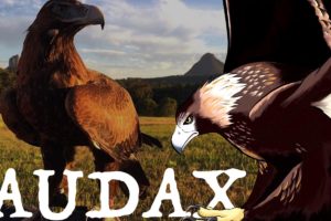 AUDAX - Know Your Species - ANiMOZ - Wedge-tailed Eagle - Australian Eagle