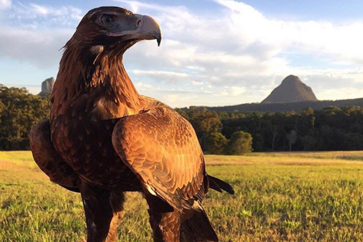 AUDAX - Know Your Species - ANiMOZ - Wedge-tailed Eagle - Australian Eagle - Tbonesjones