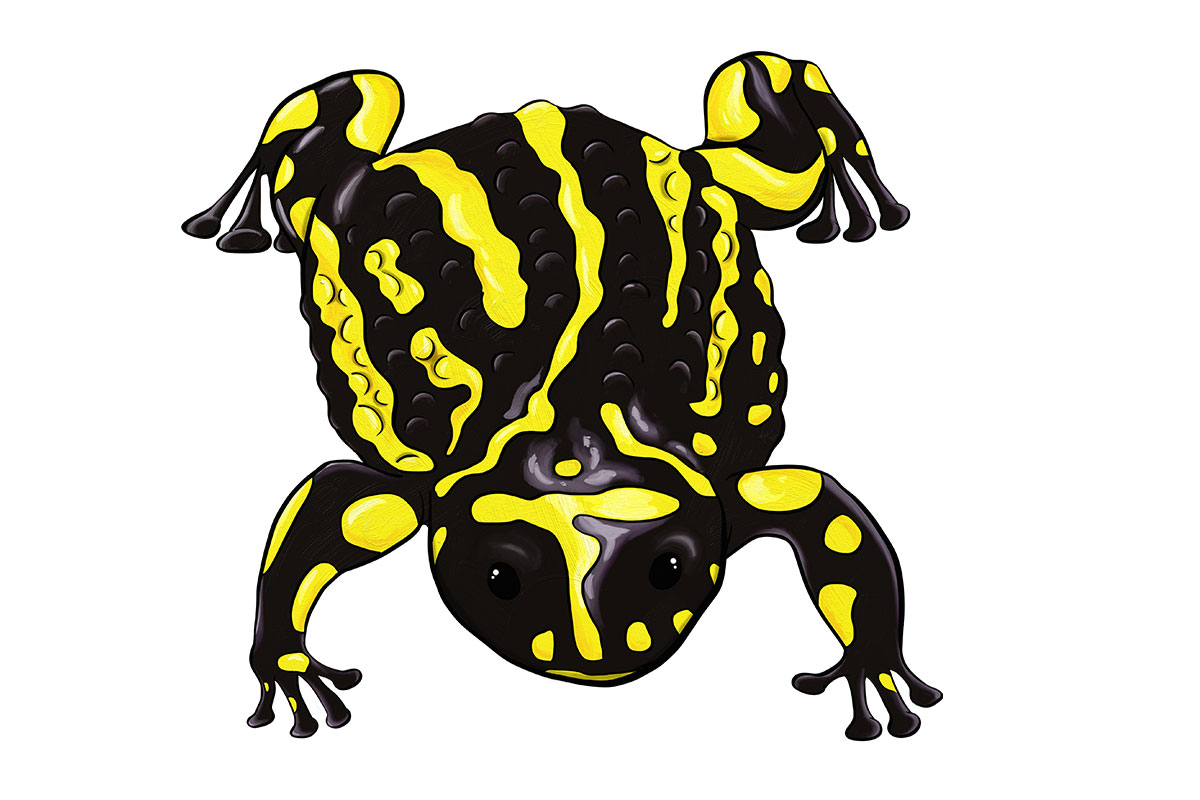 BOREE - ANiMOZ - Fight for Survival - Australian animals collectible card game - Species profile - Southern corroboree frog