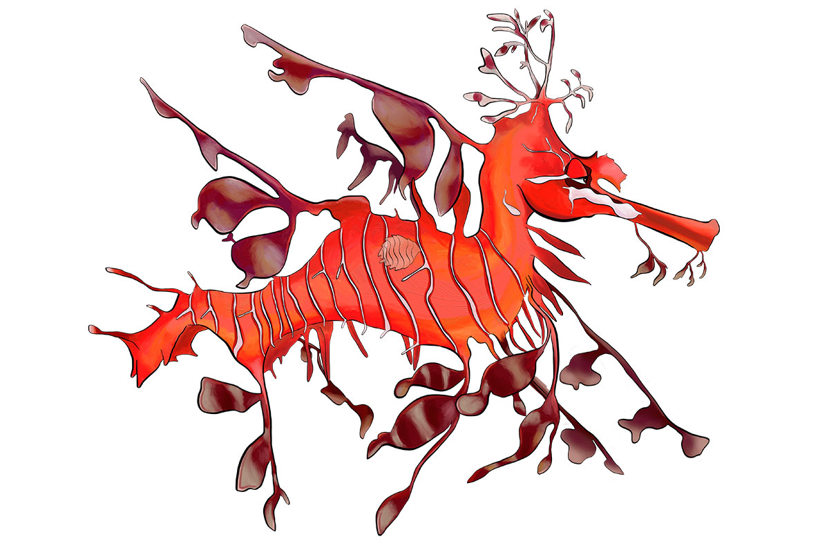 red sea dragon