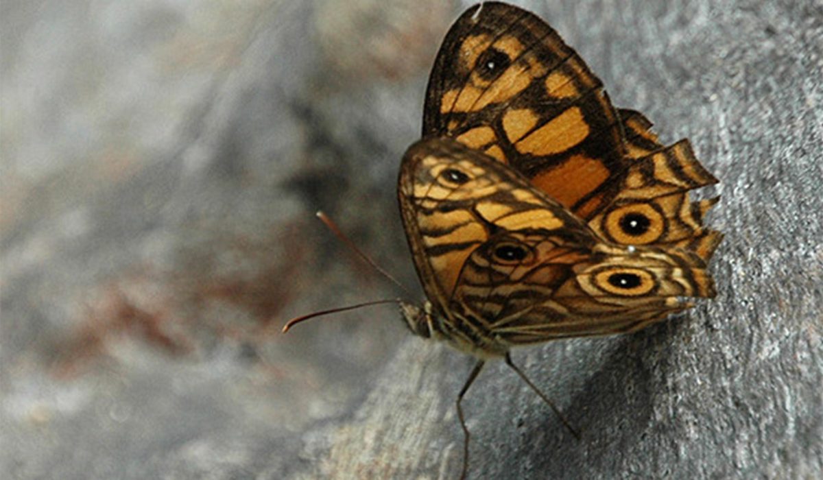 Eastern ringed xenica - ANiMOZ - Wikimedia Commons - By Aviceda