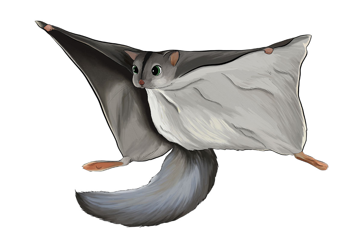 FOLCEN - ANiMOZ - Fight for Survival - Australian animals collectible card game - Species profile - Squirrel glider