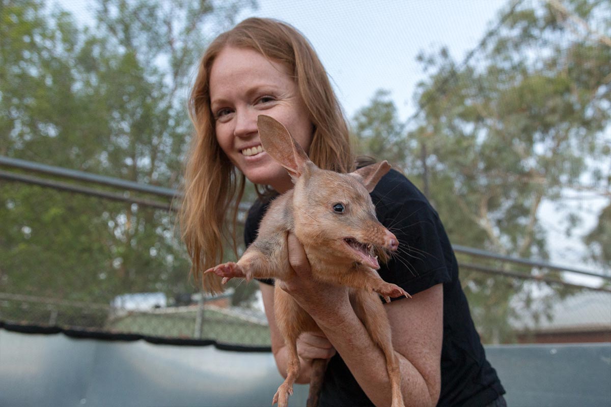 From the Field - ANiMOZ - Fight for Survival - Cassandra Arkinstall - University of Queensland - LAGOTi - Bilby Researcher Interview - Australian animal conservation - 1