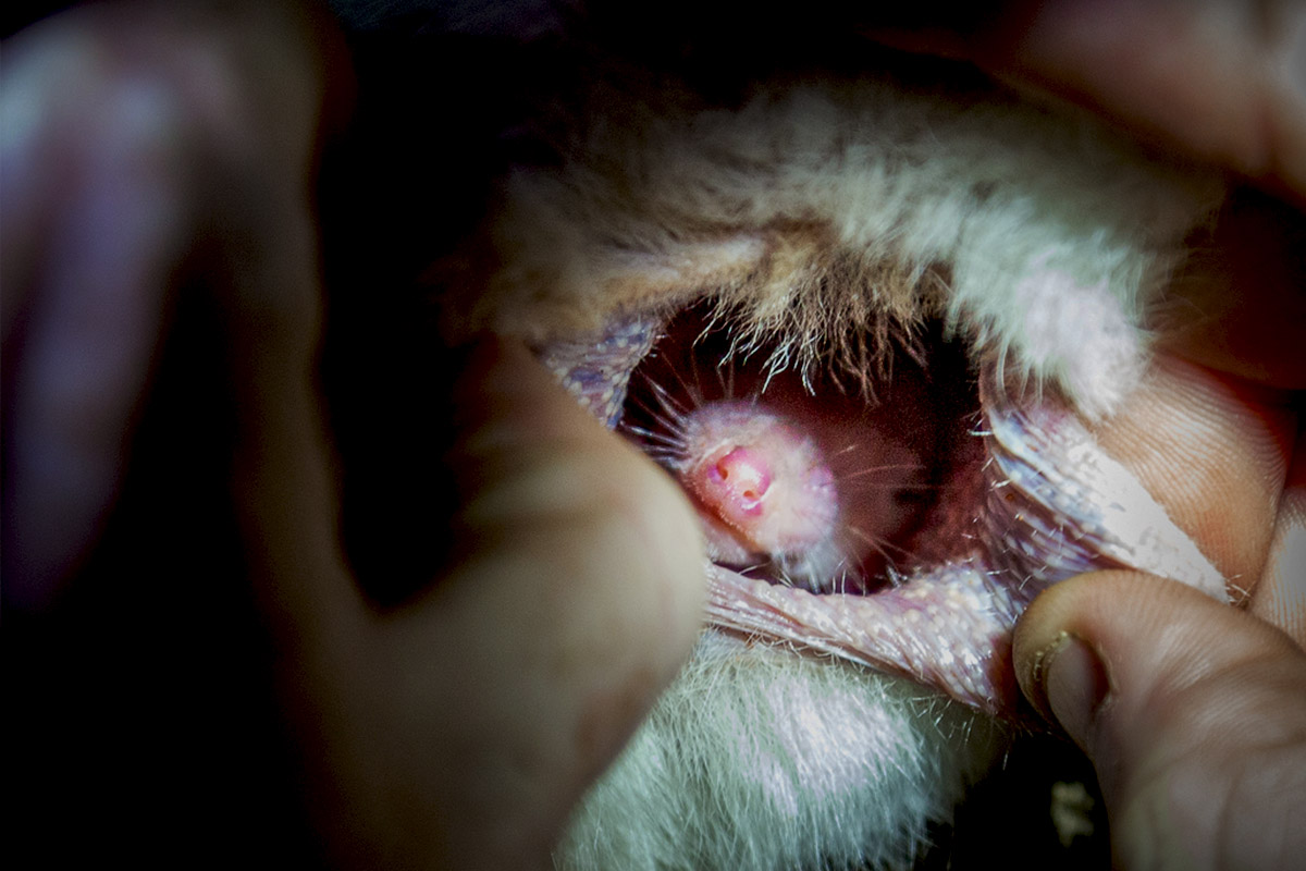 From the Field - ANiMOZ - Fight for Survival - Cassandra Arkinstall - University of Queensland - LAGOTi - Bilby Researcher Interview - Australian animal conservation - Baby Bilby in Pouch