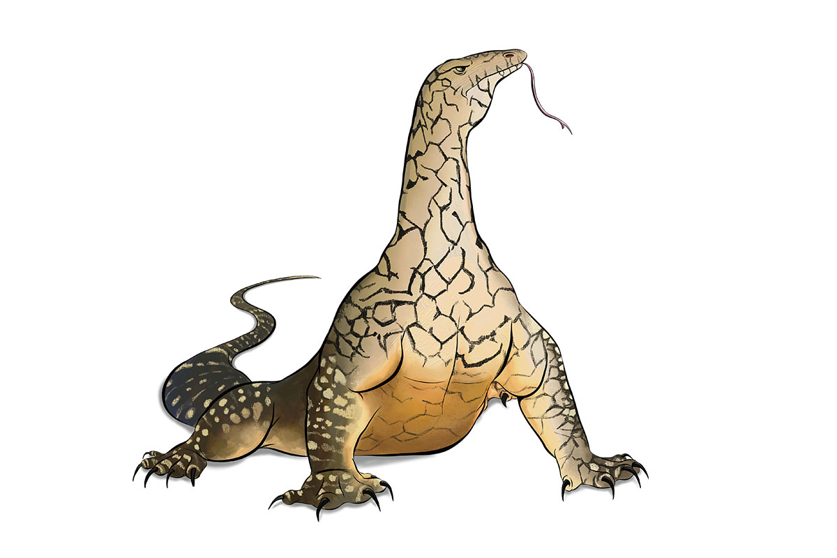 GANTEUS - ANiMOZ - Fight for Survival - Australian animals collectible card game - Species profile - Perentie