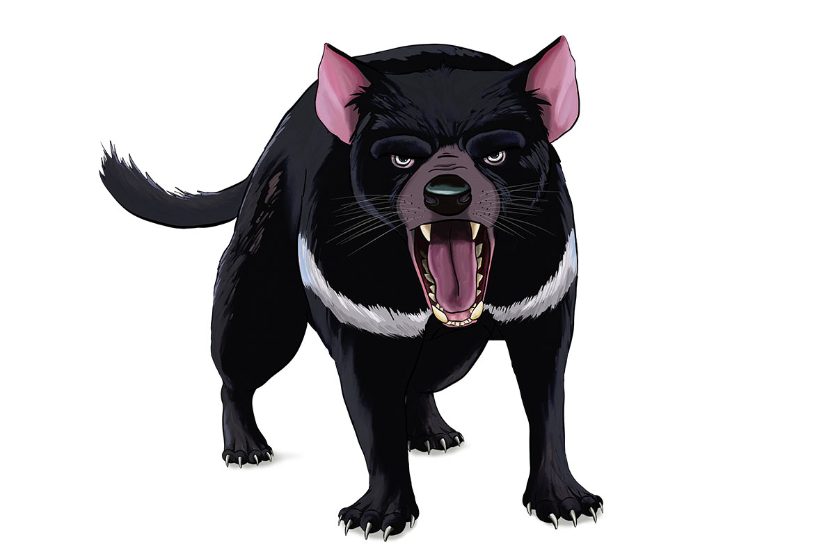 HARRiSii - ANiMOZ - Fight for Survival - Australian animals collectible card game - Species profile - Tasmanian devil - Tassie devil