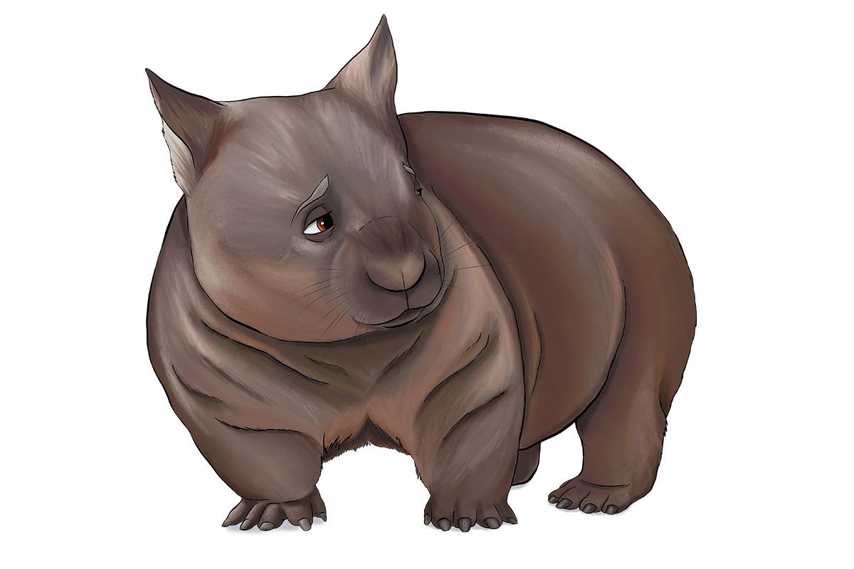 KREF - ANiMOZ - Fight for Survival - Australian animals collectible card game - Species profile - Northern hairy-nosed wombat