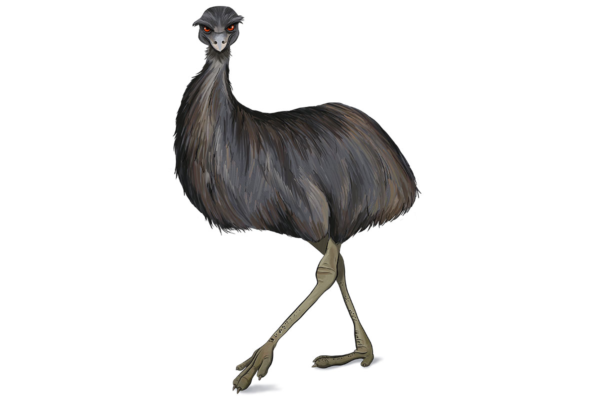 LANDi - ANiMOZ - Fight for Survival - Australian animals collectible card game - Species profile - Emu