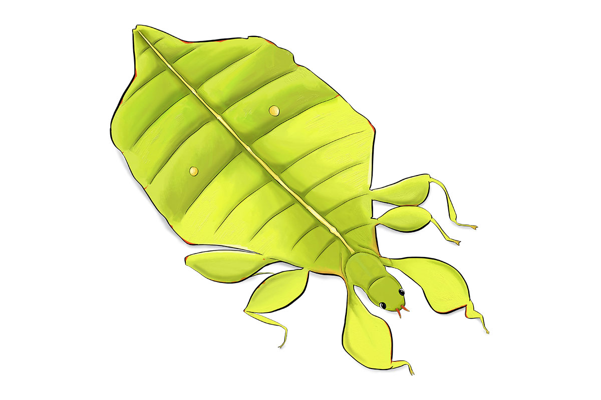 MONTE - ANiMOZ - Fight for Survival - Australian animals collectible card game - Species profile - Monteiths leaf insect