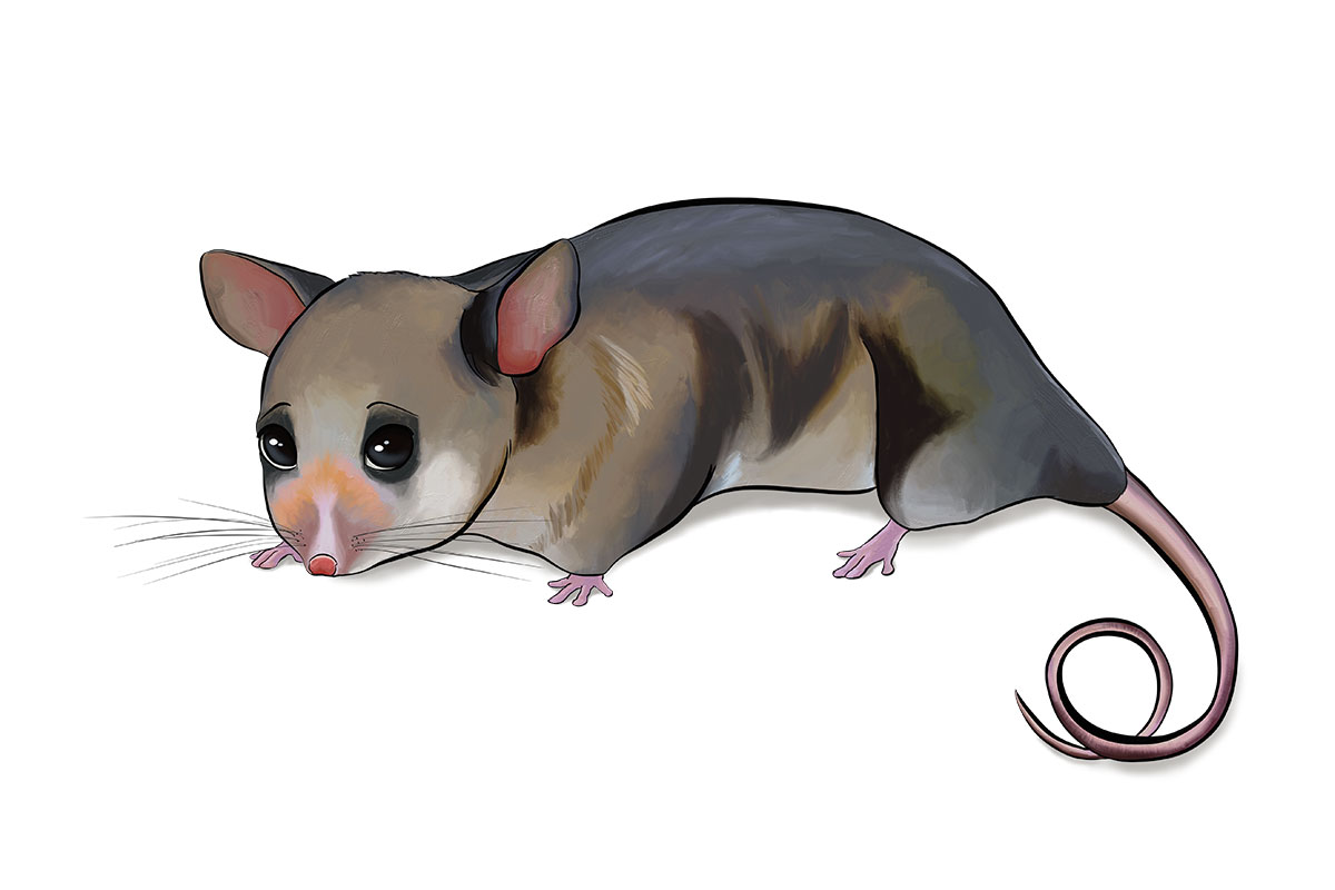 PARVU - ANiMOZ - Fight for Survival - Australian animals collectible card game - Species profile - Mountain pygmy possum