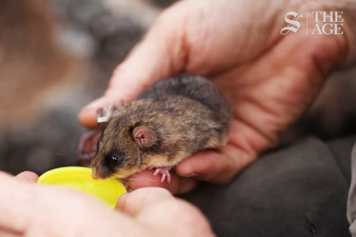 PARVU Mountain pygmy possum overcomes the fires - Sydney Morning Herald The Age Video Still - ANiMOZ - Fight for Survival