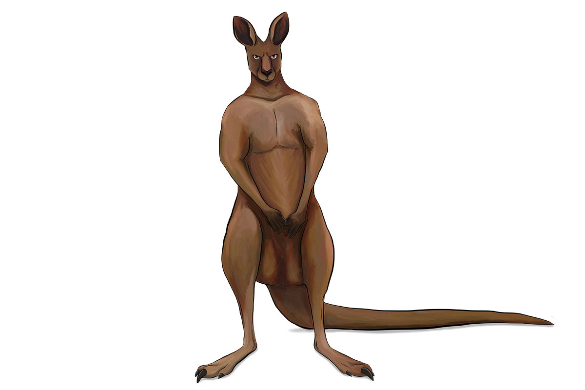 red kangaroo muscles