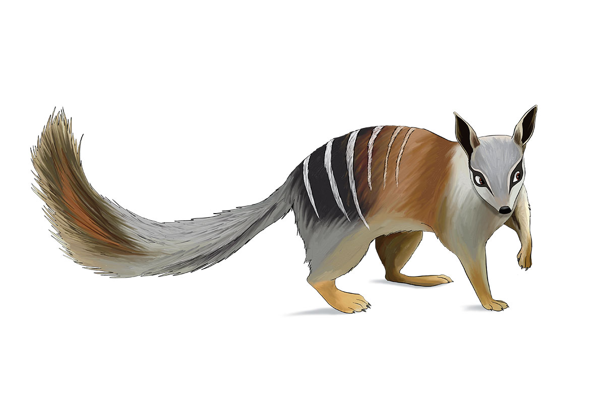 SCiATU - ANiMOZ - Fight for Survival - Australian animals collectible card game - Species profile - Numbat