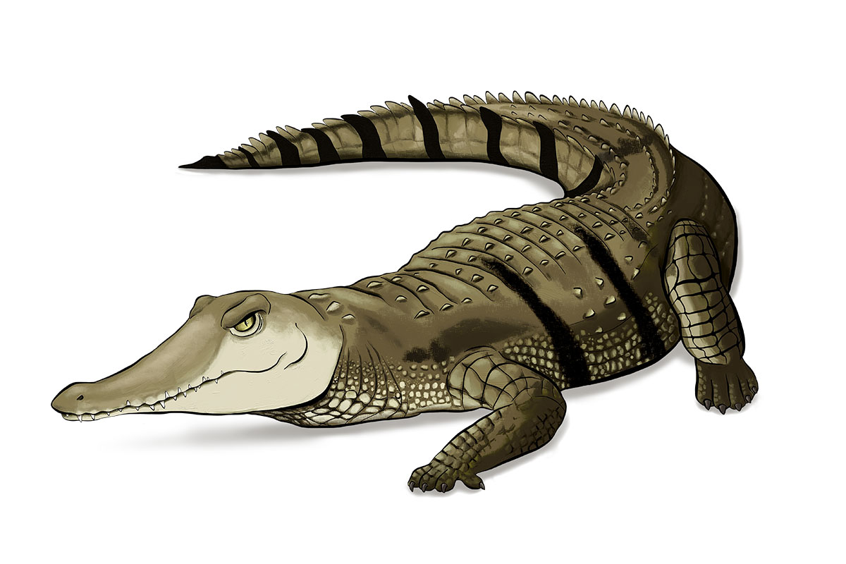 STONi - ANiMOZ - Fight for Survival - Australian animals collectible card game - Species profile - Freshwater crocodile