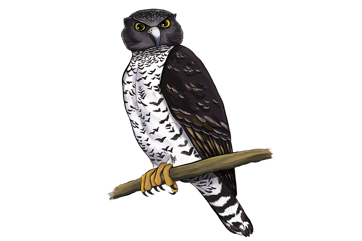 STREN - ANiMOZ - Fight for Survival - Australian animals collectible card game - Species profile - Powerful owl