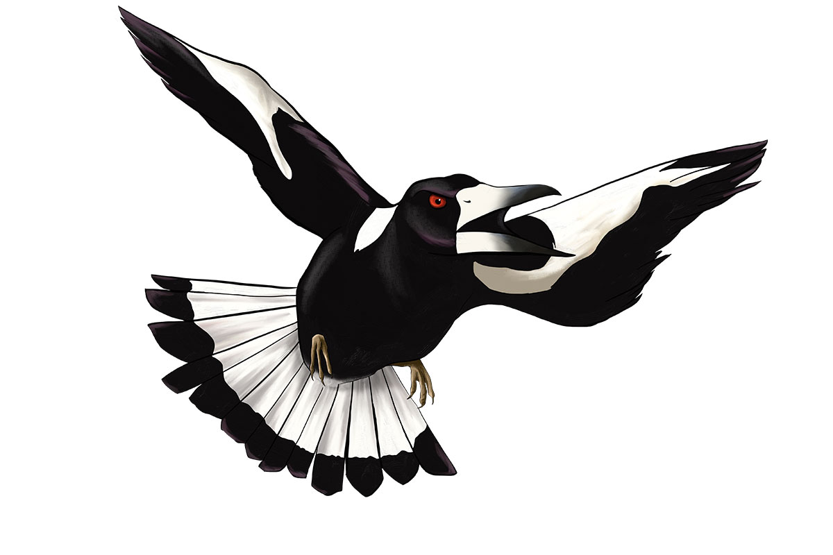 TiBi - ANiMOZ - Fight for Survival - Australian animals collectible card game - Species profile - Black-backed magpie