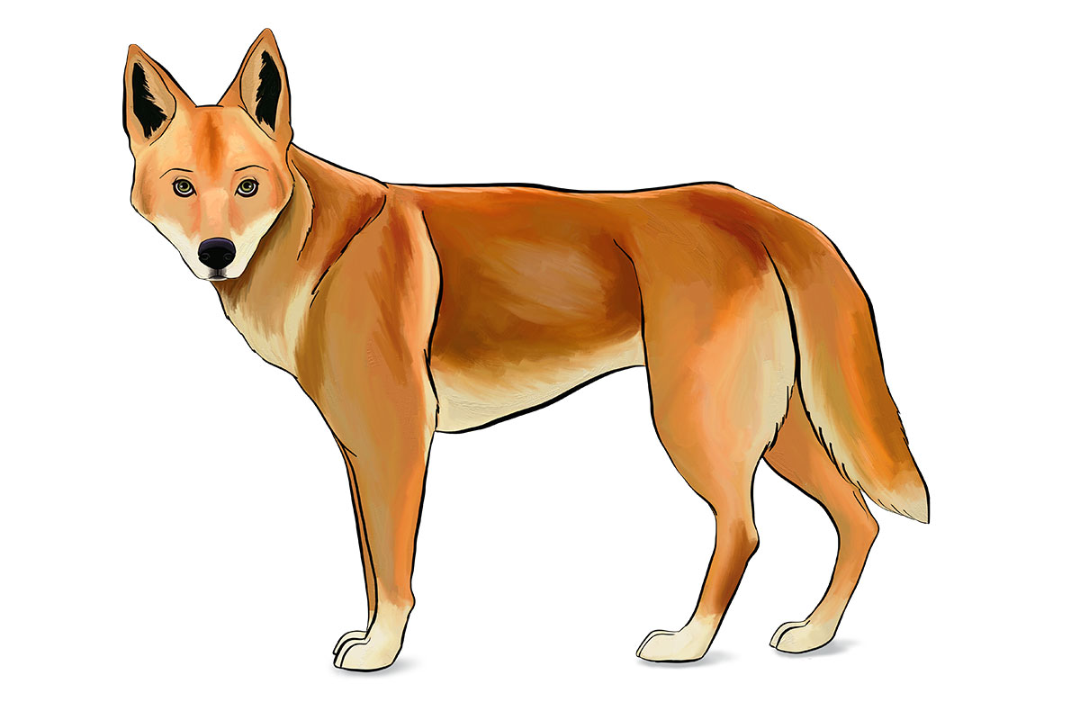 iNGO - ANiMOZ - Fight for Survival - Australian animals collectible card game - Species profile - Dingo