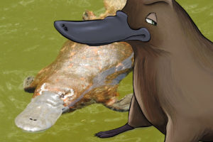 ANiMOZ, ANATi, Platypus, From the field, Ranger, Scientist, Ecology, Card Game, Conservation, Australian animals, Monotreme