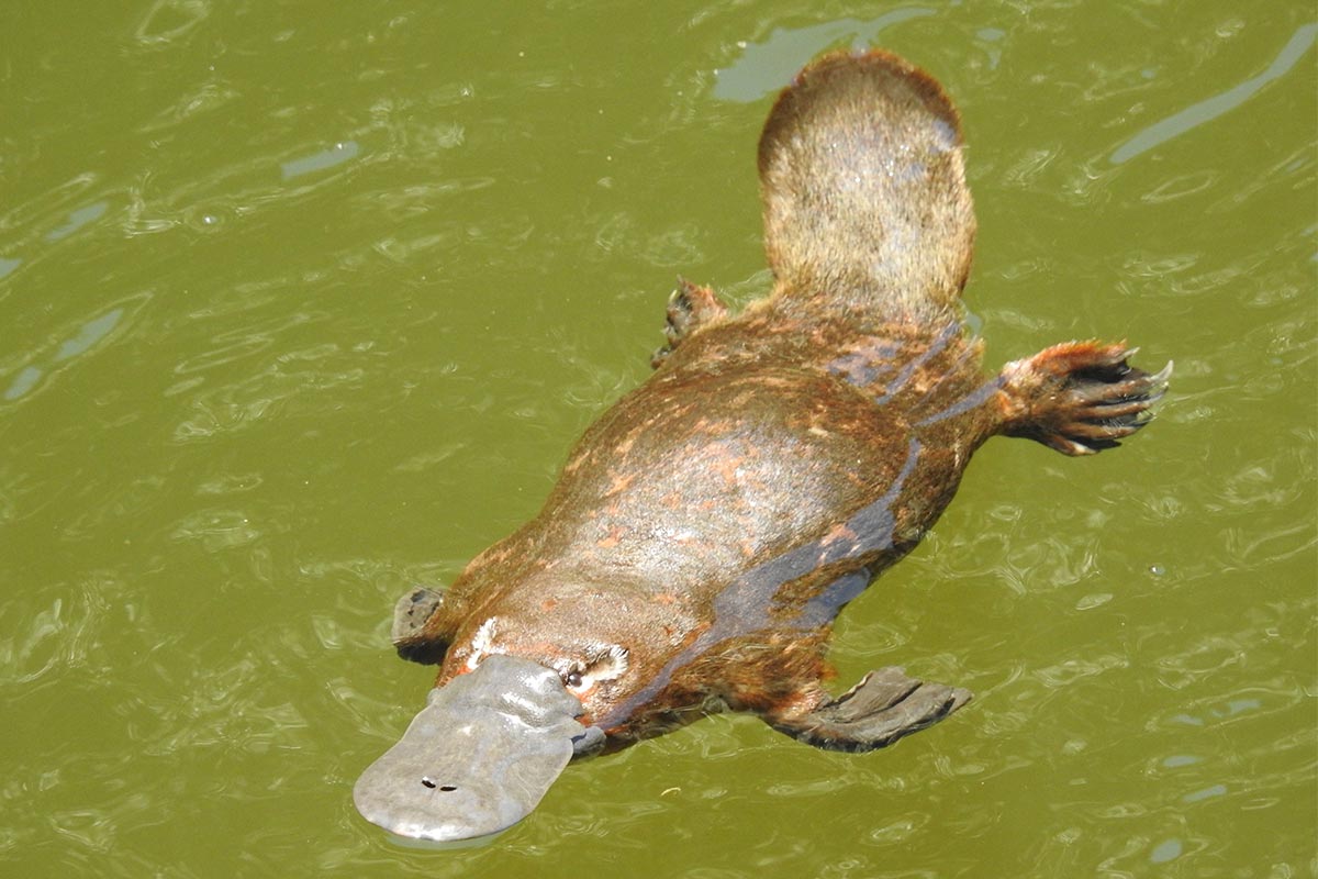 ANiMOZ, ANATi, Platypus, From the field, Ranger, Scientist, Ecology, Card Game, Conservation, Australian animals, Monotreme