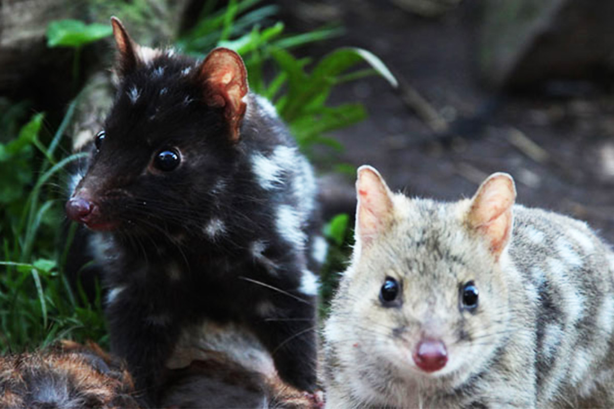 RiNU, Eastern quoll, Dasyurus viverrinus, ANiMOZ - Fight for Survival, Australian animal card game, game for kids, Australia, Endangered species