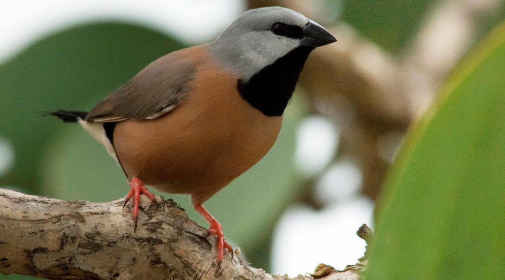 Eric Vanderduys - Black-throated finch Recovery Team - Black-throated finch - The ANiMOZ Aussie Wildlife Vote 2020 - ANiMOZ Booster Pack - Stop Adani