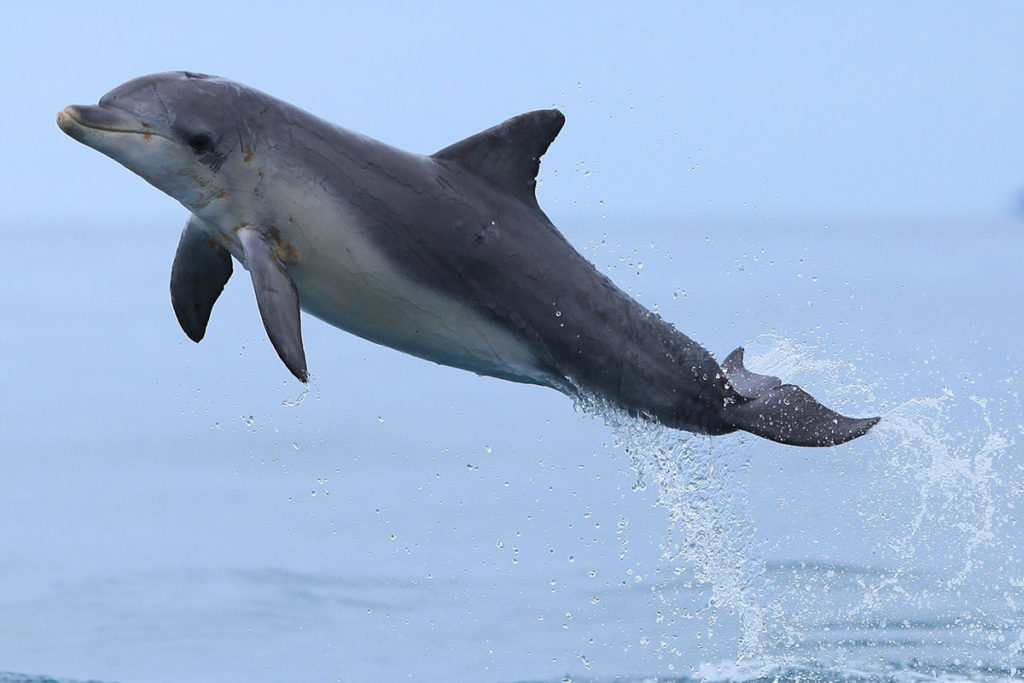 Kangaroo Island Victor Harbor Dolphin Watch - Common Bottlenose Dolphin photo - Dolphin jumping - The ANiMOZ Aussie Wildlife Vote 2020 - ANiMOZ Booster Pack