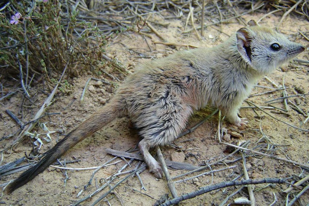 Wild Deserts - Crest-tailed Mulgara - The ANiMOZ Aussie Wildlife Vote 2020 - ANiMOZ Booster Pack