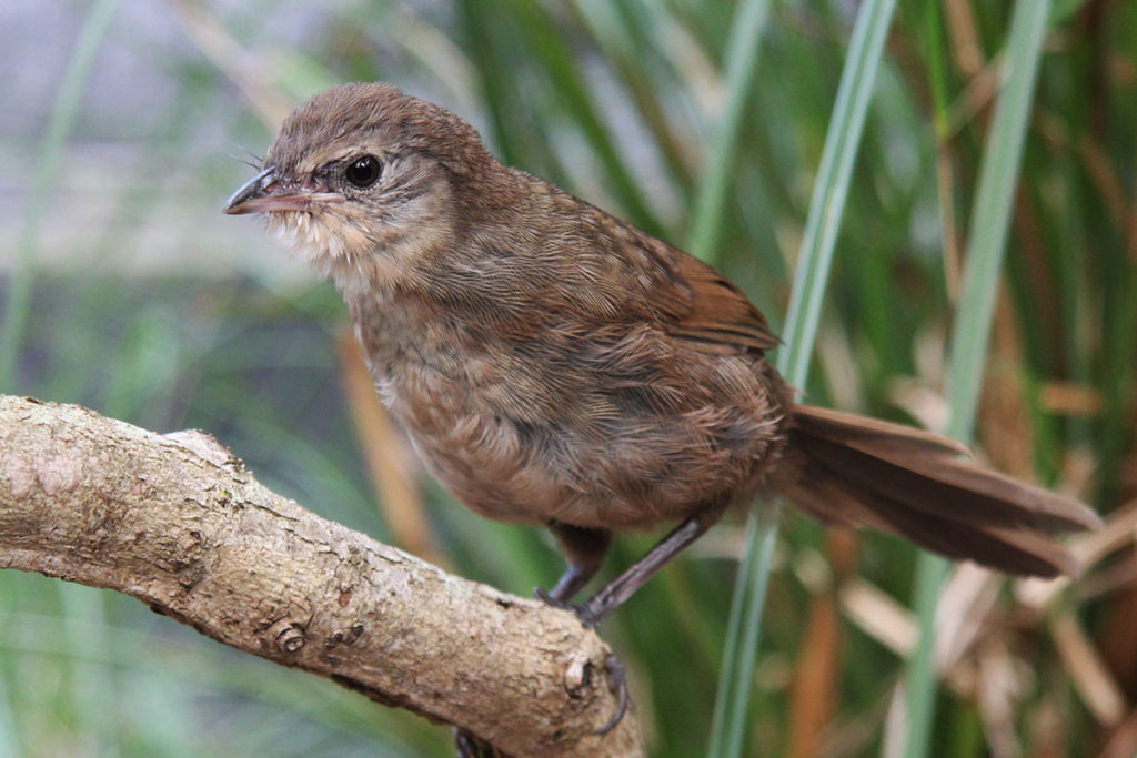 Currumbin Wildlife Sanctuary - Eastern Bristlebird - The ANiMOZ Aussie Wildlife Vote 2020 - ANiMOZ Booster Pack