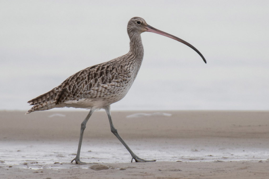 Eastern curlew photo - The ANiMOZ Aussie Wildlife Vote 2020 - ANiMOZ Booster Pack - Conservation - Australian animals - Endangered species