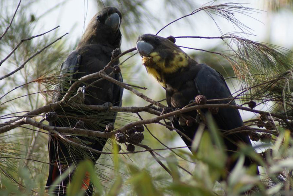 Glossy Black Cockatoo photo - The ANiMOZ Aussie Wildlife Vote 2020 - ANiMOZ Booster Pack