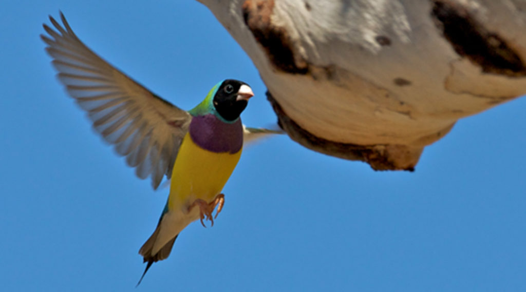 Mike Fidley - Save the Gouldian Fund - gouldian finch - Black-throated finch - The ANiMOZ Aussie Wildlife Vote 2020 - ANiMOZ Booster Pack