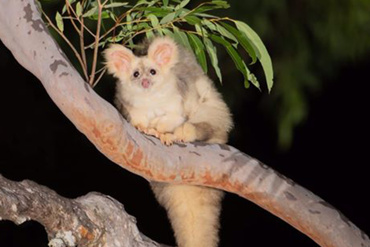 Greater Glider ANiMOZ Fight for Survival