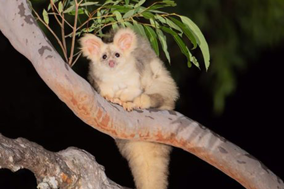 greater-glider-animoz-fight-for-survival