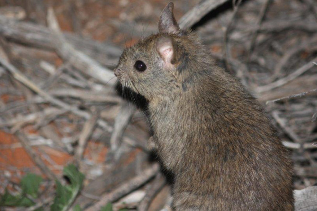 Arid Recovery - Greater stick-nest rat image - The ANiMOZ Aussie Wildlife Vote 2020 - ANiMOZ Booster Pack