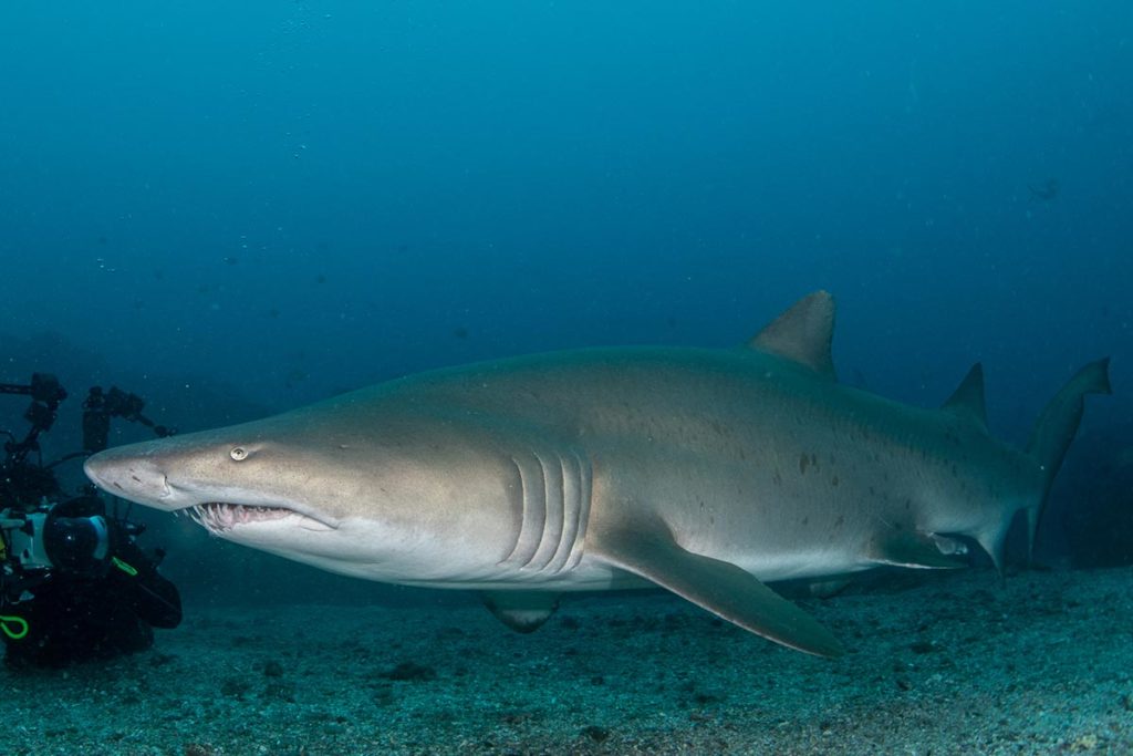 Grey nurse shark photo - The ANiMOZ Aussie Wildlife Vote 2020 - ANiMOZ Booster Pack - Conservation - Australian animals - Endangered species