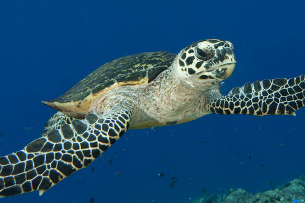 Hawksbill Sea Turtle photo - The ANiMOZ Aussie Wildlife Vote 2020 - ANiMOZ Booster Pack - Conservation - Australian animals - Endangered species