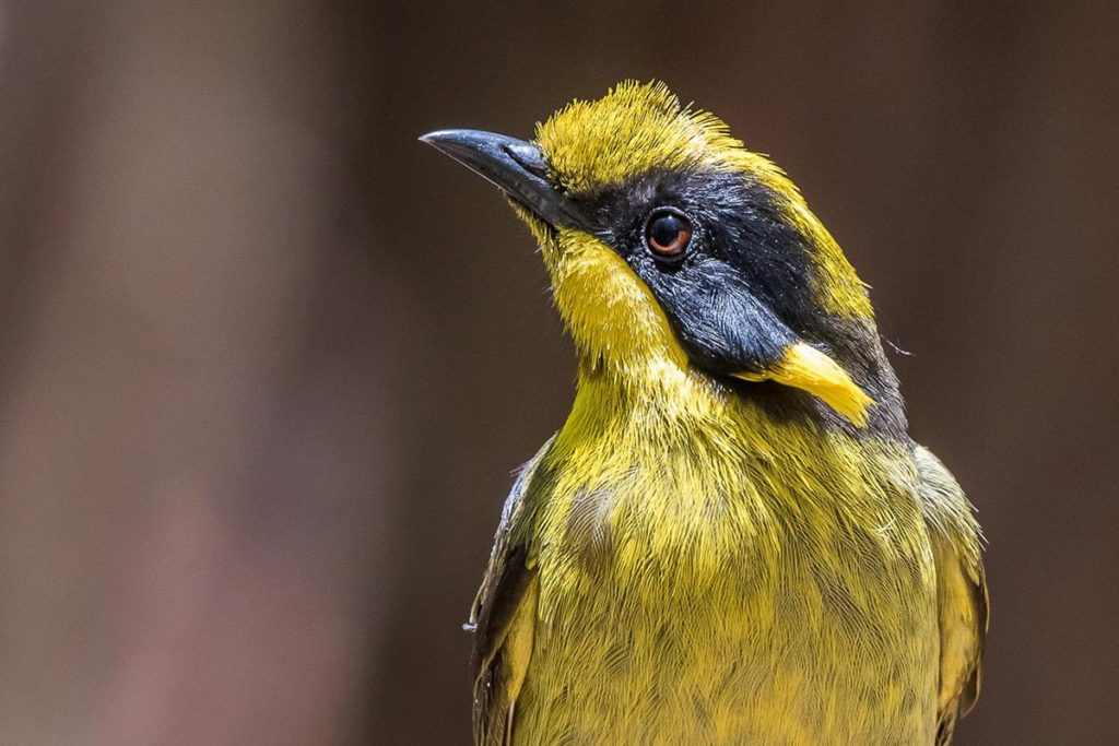 Helmeted Honeyeater photo - The ANiMOZ Aussie Wildlife Vote 2020 - ANiMOZ Booster Pack - Conservation - Australian animals - Endangered species