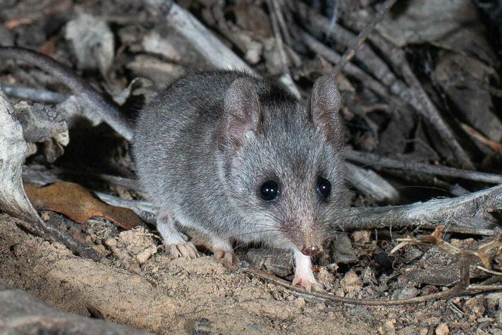 Kangaroo Island Dunnart - Brad Leue - Australian Wildlife Conservancy - Kangaroo Island Land for Wildlife - The ANiMOZ Aussie Wildlife Vote 2020 - ANiMOZ Booster Pack